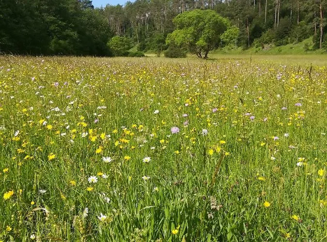 Elsbeere 公寓 布兰肯海姆